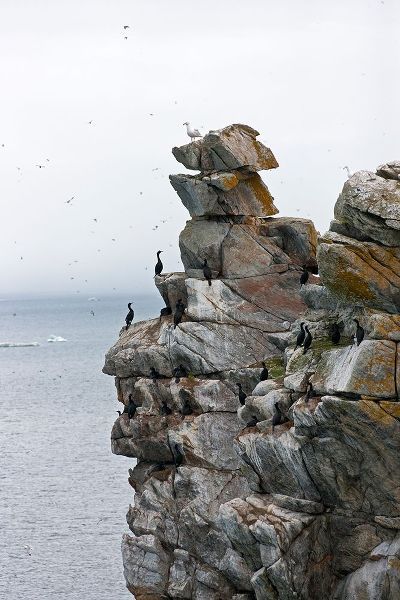 Su, Keren 아티스트의 Cormorants and seagulls on rock pile-Kolyuchin Island-once an important Russian Polar Research Stat작품입니다.
